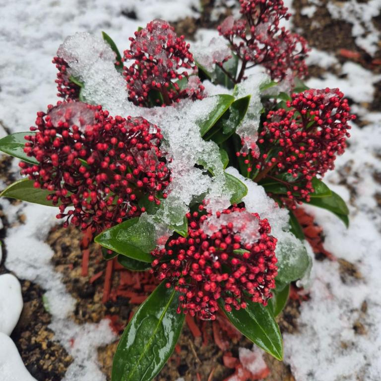 Apartman Kanarinac - One-Bedroom Apartment - 20