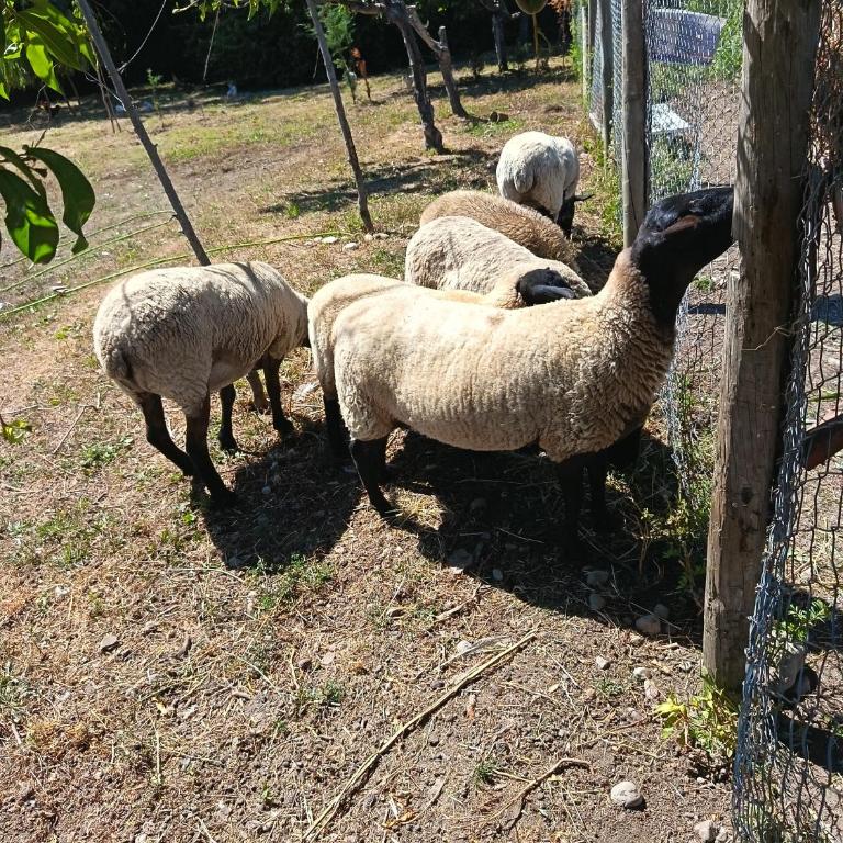 Molina, cerca de 7 Tazas, campo con animales - Four-Bedroom House - 5