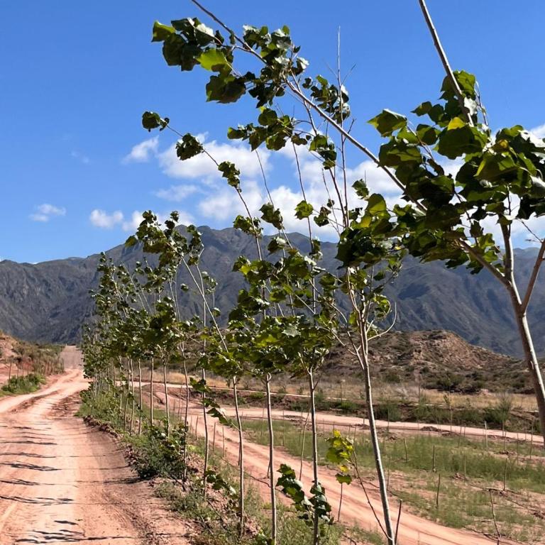 Cabaña el Portal del Lago, Potrerillos Mendoza - Apartamento de 1 dormitorio - 34
