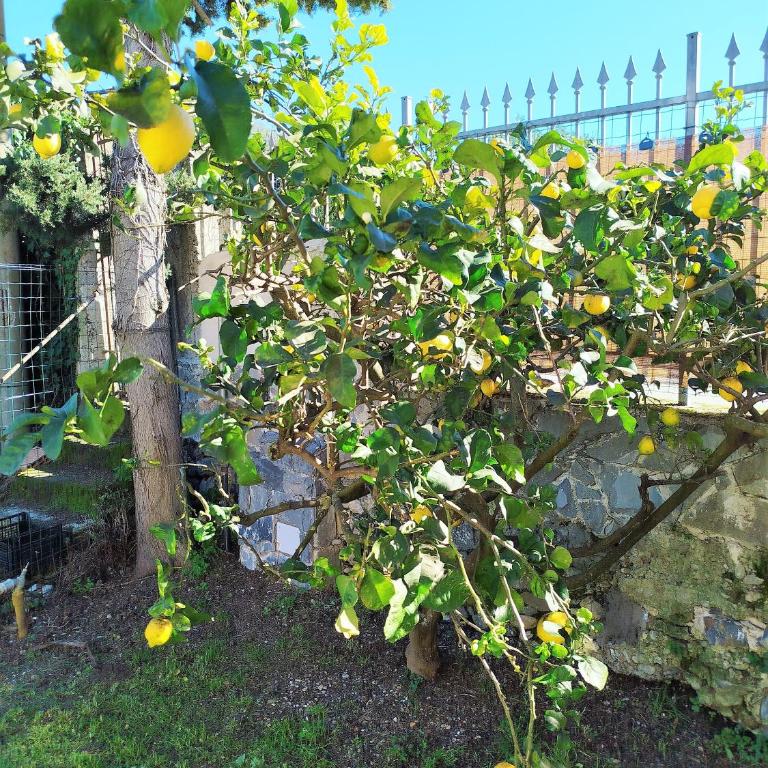 VILLA All'ombra del Cedro - Appartamento con 3 Camere da Letto - 10