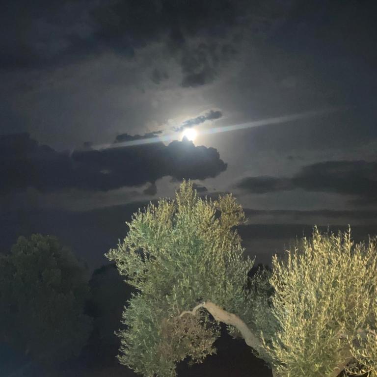 Trullo FICOLI - Villa - 40
