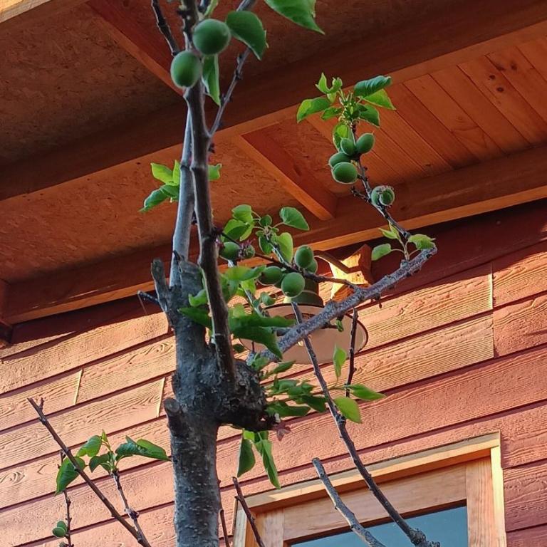 Tree house in the Elqui Valley - Room #1584004701 - 2