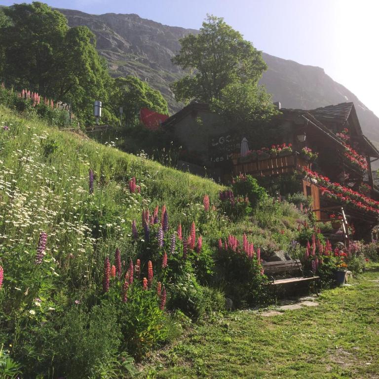 le petit coin montagne 4 - Appartement 1 Chambre - 5