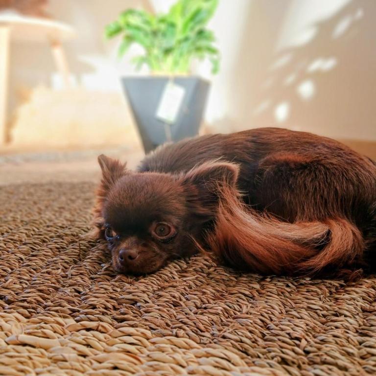 Casa Magia Concon Chile Pet friendly - Room #1585252301 - 18