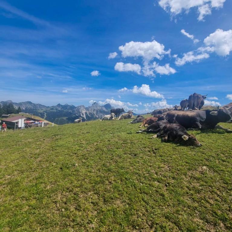 Bergwiesglück - Apartment - 19