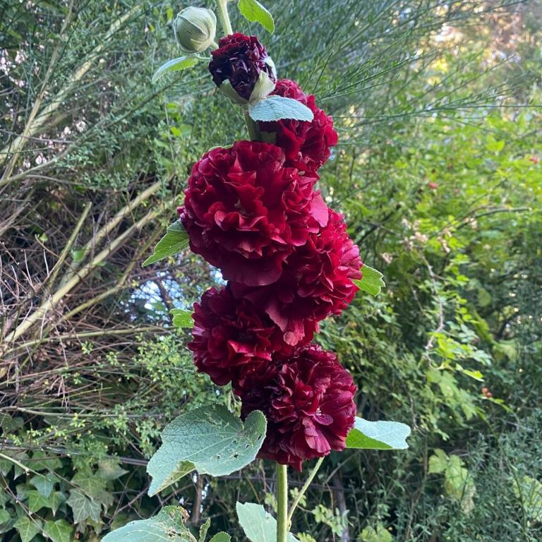 Arroyito, Minicasa - Room #1585533701 - 24