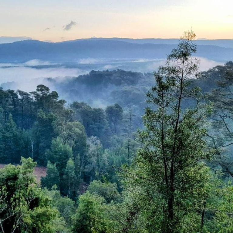 Cabaña del Chucao - One-Bedroom Apartment - 3