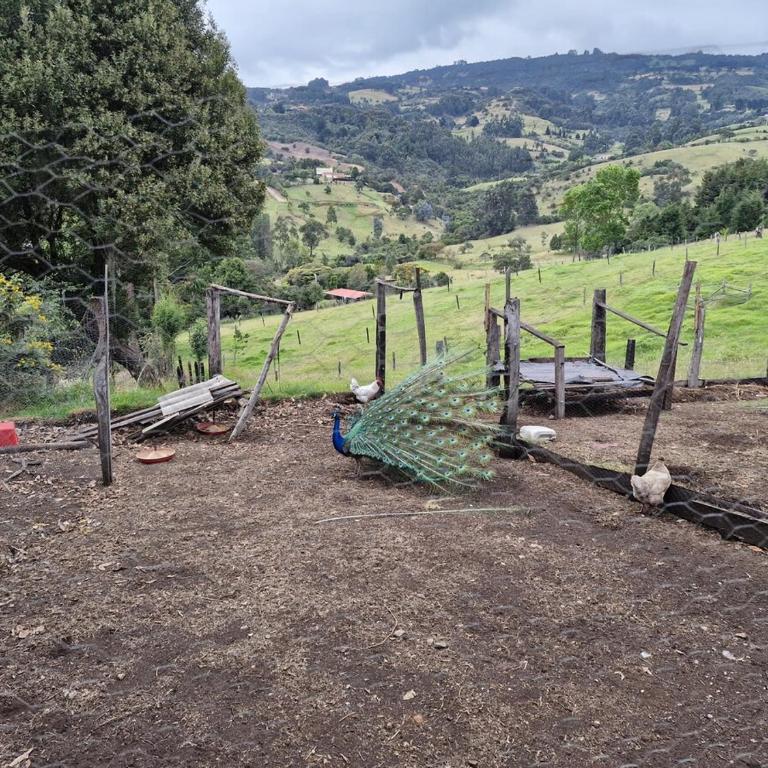 Finca en Subachoque paz y naturaleza - Casa de 4 dormitorios - 11