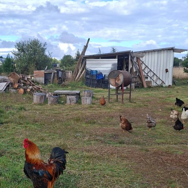 Cabaña Evaristo Ivan - Room #1585988101 - 8