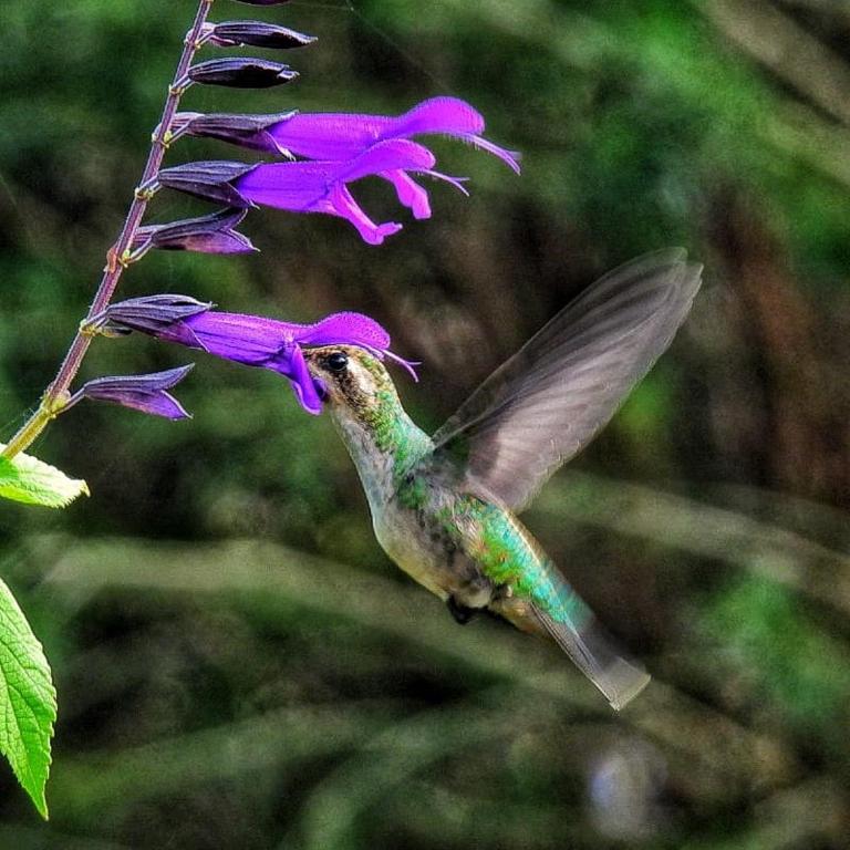 El colibrí - Room #1586243401 - 1
