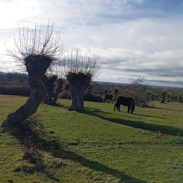Huerta Del Pasil (Casa Entera) - Casa de 4 dormitorios - 24