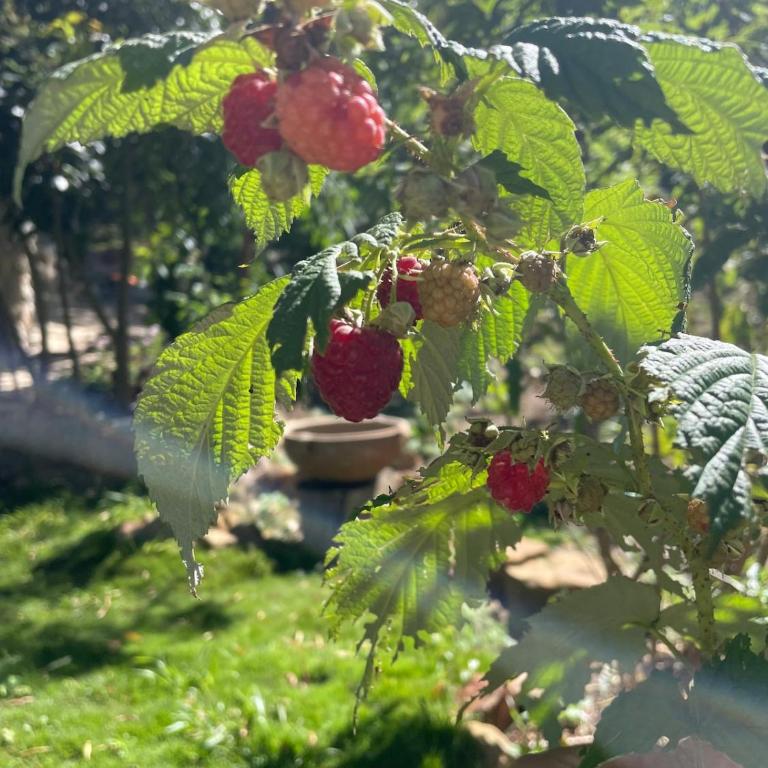 CasaCactus - EcoHouse in the mountains - Samaipata - Two-Bedroom Villa - 17