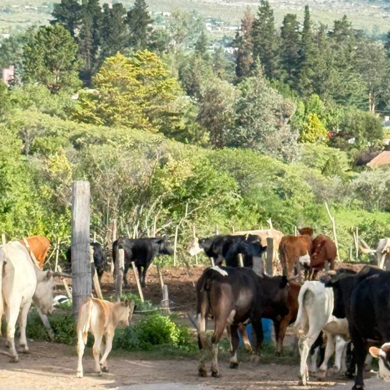 Apart las Tacanas ,Tafí del valle - Casa de 2 dormitorios - 33