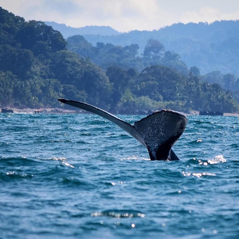 Apartamento Paraiso Nuquí - Three-Bedroom Apartment - 12