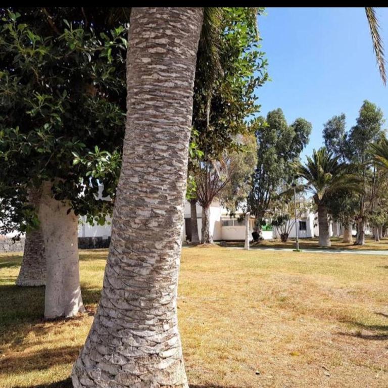 Maison L&S Tenerife - Apartamento de 1 dormitorio - 2