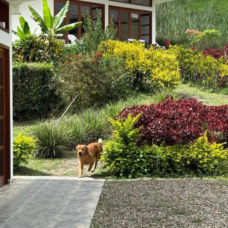 Natural Paradise overlooking the mountains - One-Bedroom Chalet - 9