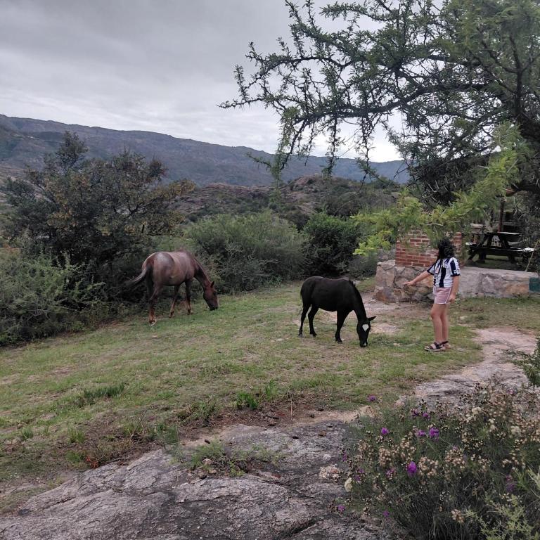 Cabaña Los Nogales- Naturaleza y relax en Altas Cumbres - Chalet de 1 dormitorio - 39