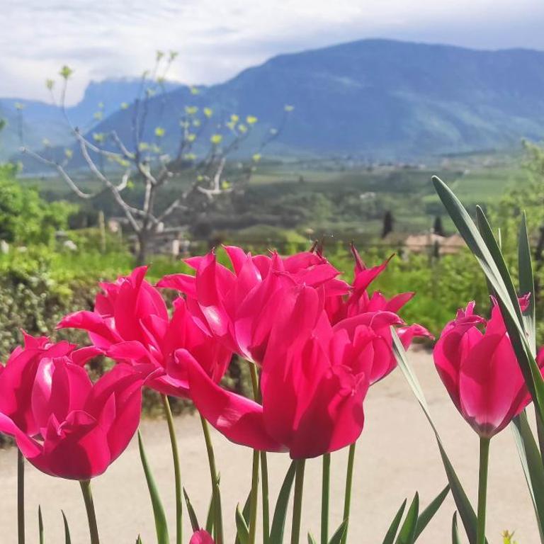 Villa Montis Exclusive Holiday Apartments in Eppan with Spectacular Views of Dolomites and Bolzano Area - Appartamento Monolocale - 2