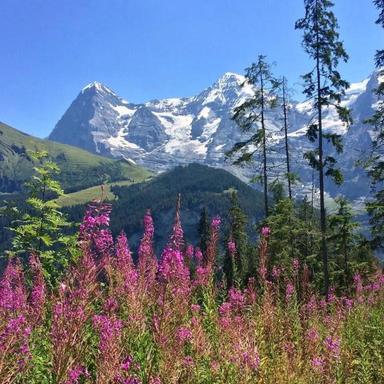Spacious 1BR Apartment - Ski-in, Ski-out - by Wengen Rentals - Apartment mit 1 Schlafzimmer und Terrasse - 33