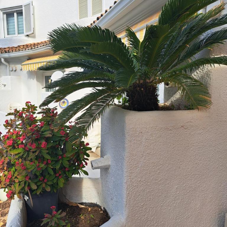 Acogedor apartamento en Denia - Apartamento - 41