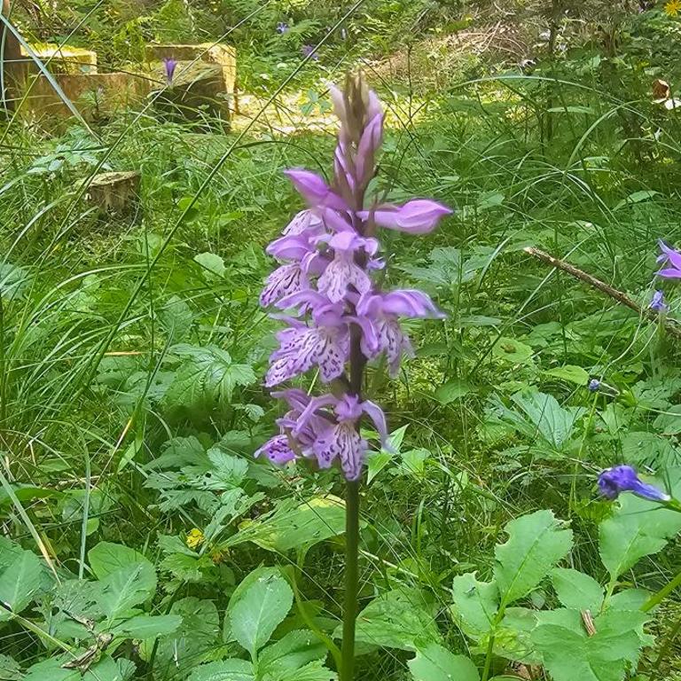 Apt in the Sky - Kopaonik Kraljevi Čardaci - Apartman sa 1 Spavaćom Sobom - 33
