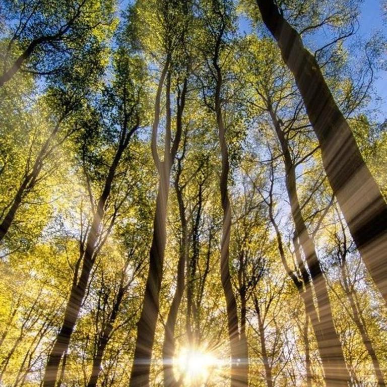 Coigüe Lodge - Villarrica - desayuno incluido - Suite Superior con cama extragrande - 5