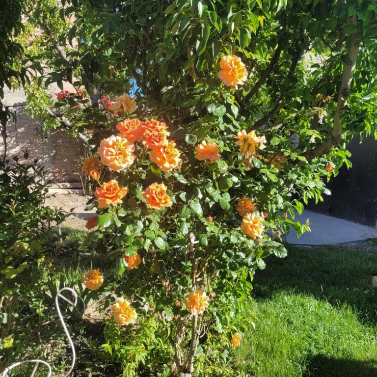 Lo de Celia - Apartamento de 1 dormitorio - 12