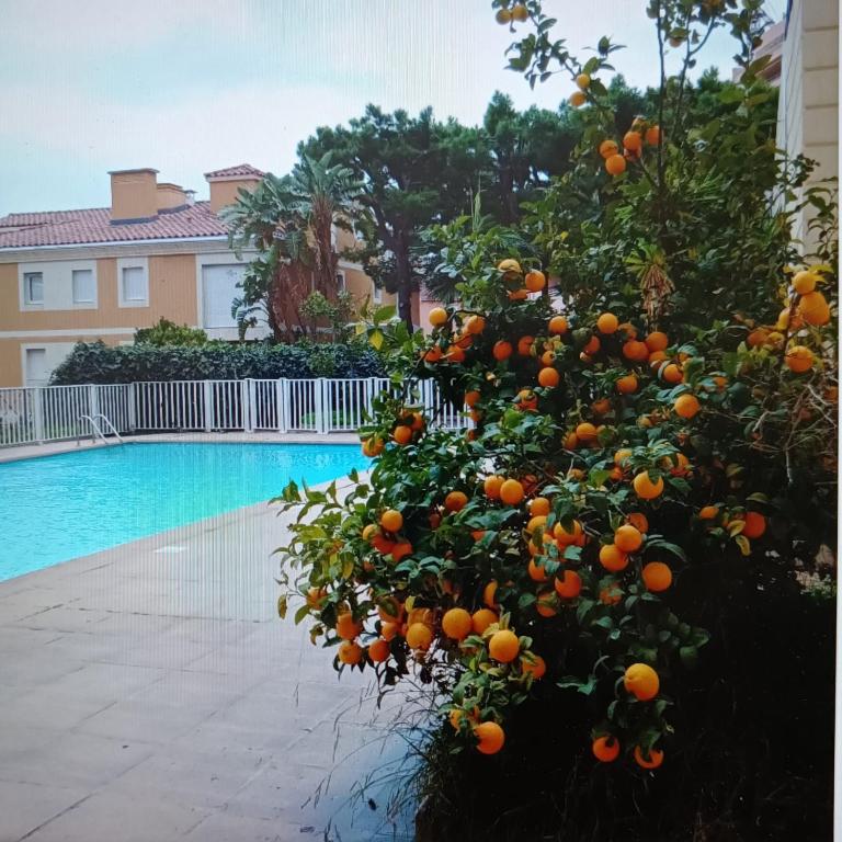 Proche de Monaco appartement devant piscine - Appartement 1 Chambre - 1