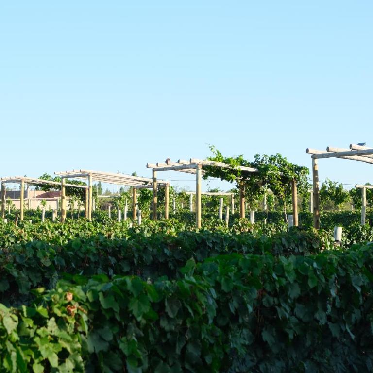Cabin Vineyard Retreat - Suite con vistas a la montaña - 43