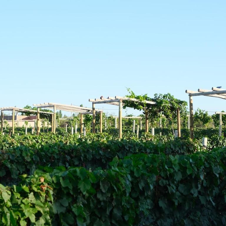 Cabin Vineyard Retreat - Suite con vistas a la montaña - 6