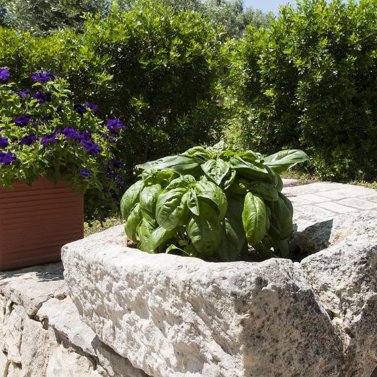 Trulli Valle d'Itria - Trulli dell'ulivo - Two-Bedroom House - 20