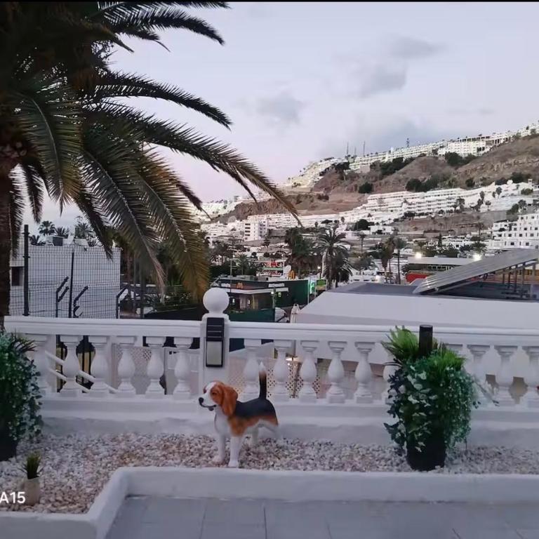 Villa Ravi Puerto Rico, Gran Canaria - Apartamento de 2 dormitorios - 22