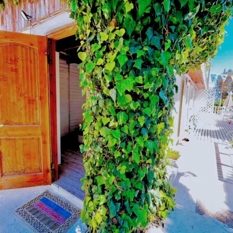 Sophia Hostel Beach House l Coworking, Coliving & Wellness - Twin Room with Terrace - 6
