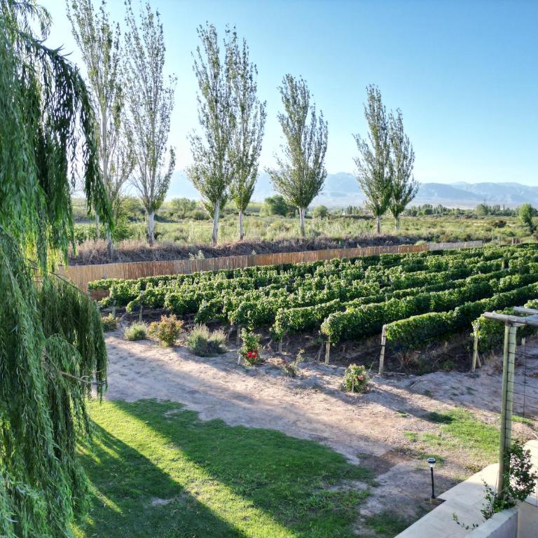 Rincon del Malbec - Chalet Superior - 20