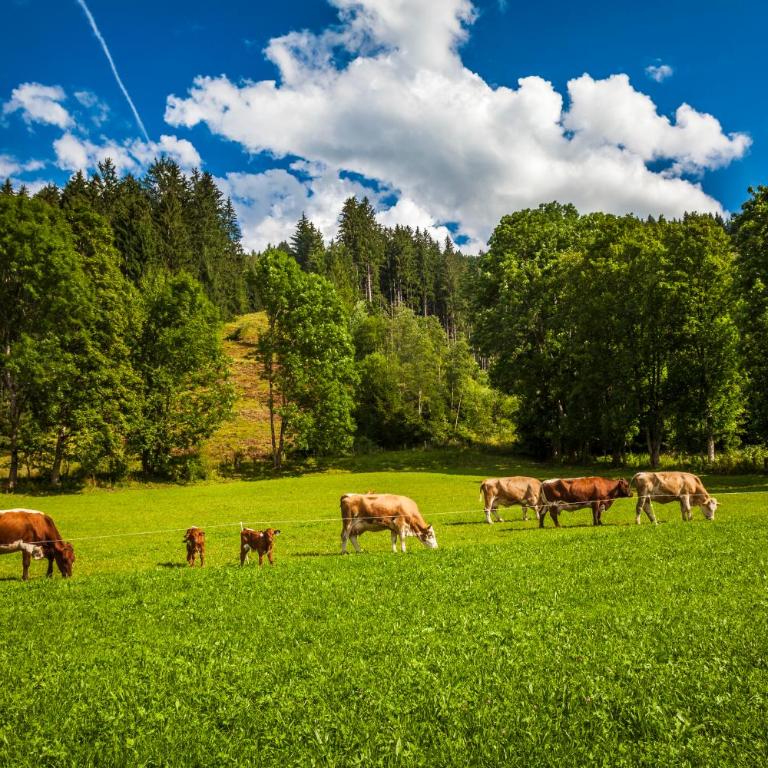 Ferienwohnung Örgenbauer - Appartamento con Vista Montagna - 16