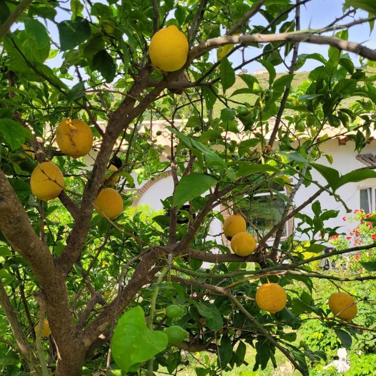 Finca La Ladera - Casa - 28