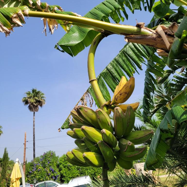 Finca La Ladera - Casa - 29