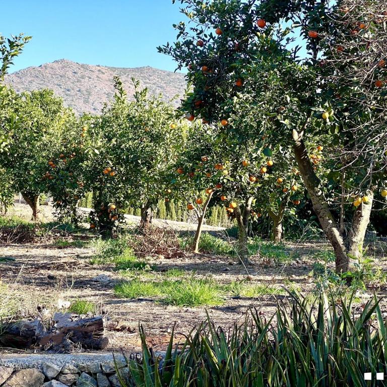 VH Costa Blanca - CASA BLANCA - Villa - 47