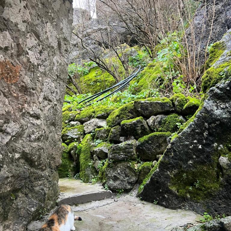 Skadar Lake Stone House - Apartman sa 1 Spavaćom Sobom - 9