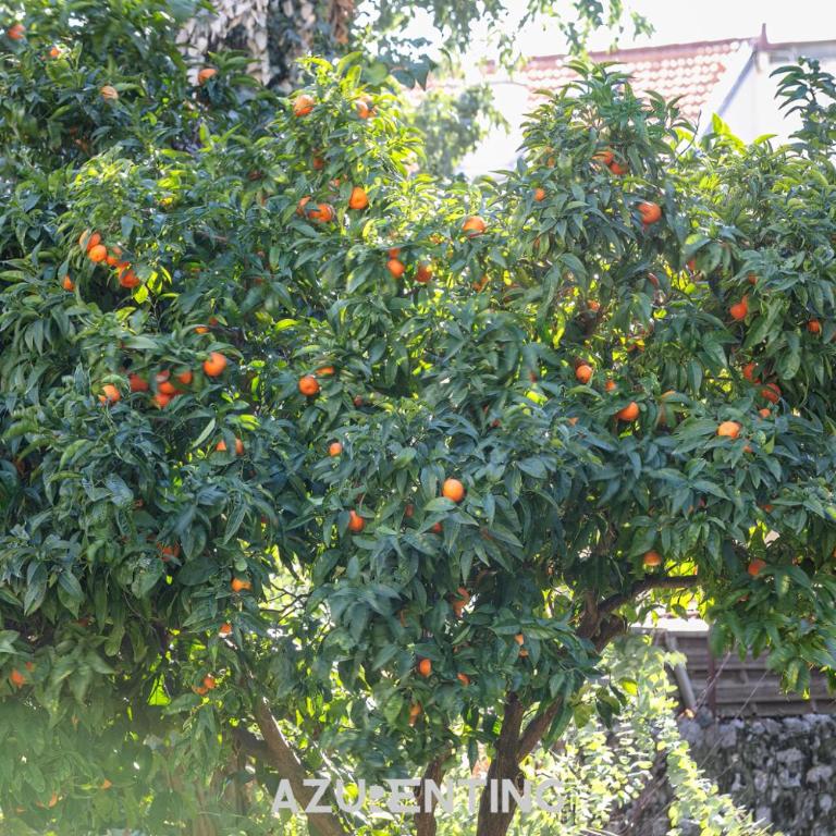 Azurenting - Bastide Solea - 1 chambre - Terrasse - Appartement 1 Chambre avec Terrasse - 23