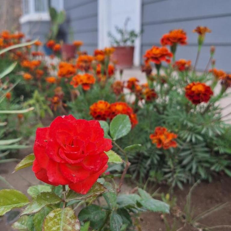 La casita - Casa con 1 dormitorio - 1