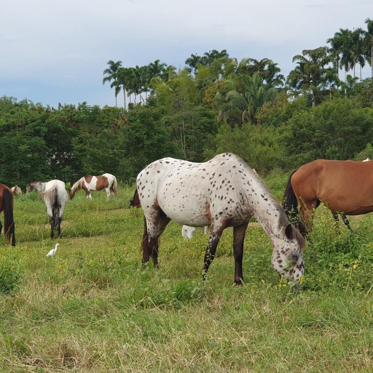 Luxury Villa in Cerritos ride horses nearby - Deluxe Villa - 12