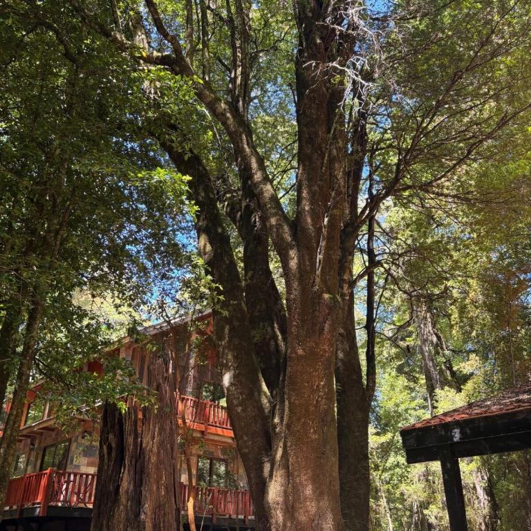 House of the Enchanted Forest - Three-Bedroom House - 3