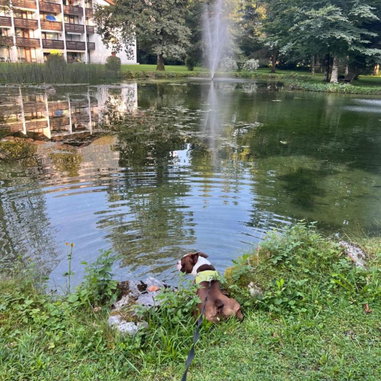 Tonis Appartements Lofer - Sylt Ferienwohnung mit Pool & Bergblick - Apartment mit 1 Schlafzimmer - 32