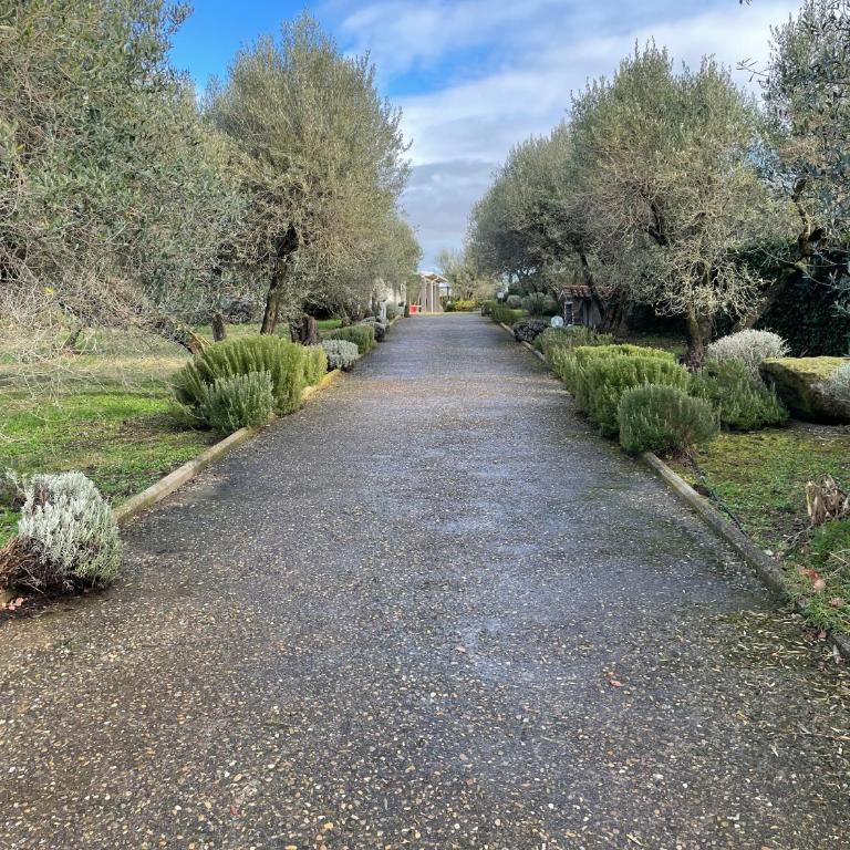 Villa San Pellegrino in the Olive Grove - Casa con 3 Camere da Letto - 36
