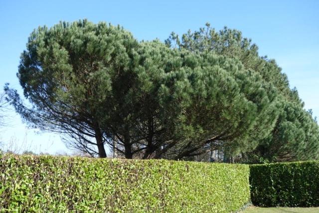 House in Soustons - 5 bedrooms - Villa - 6