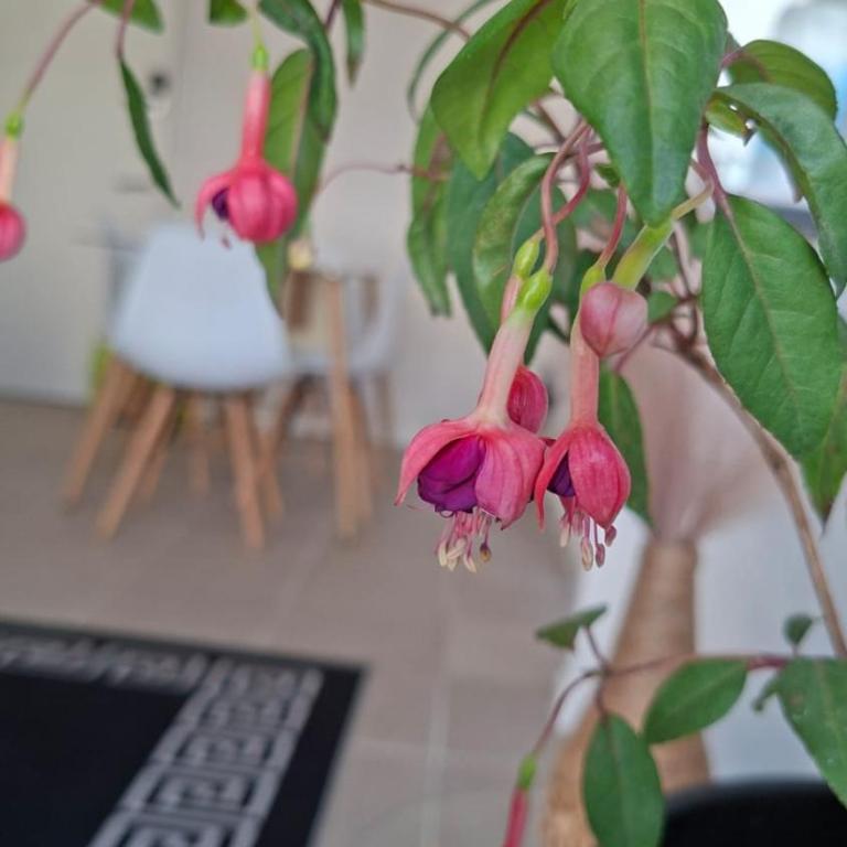 Depto nuevo, 2D 2b, Estacionamiento privado, Aire acond - Apartamento de 1 dormitorio - 23