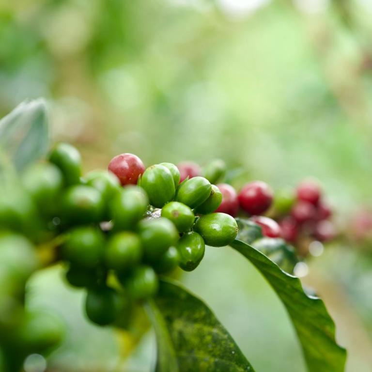 Finca La Coqueta Coffee Farm Stay near Filandia - Standard Twin Room - 6