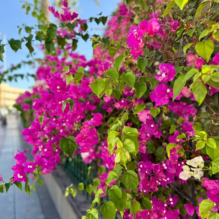 Sol, piscina y playa para tus vacaciones - Apartamento de 2 dormitorios - 38