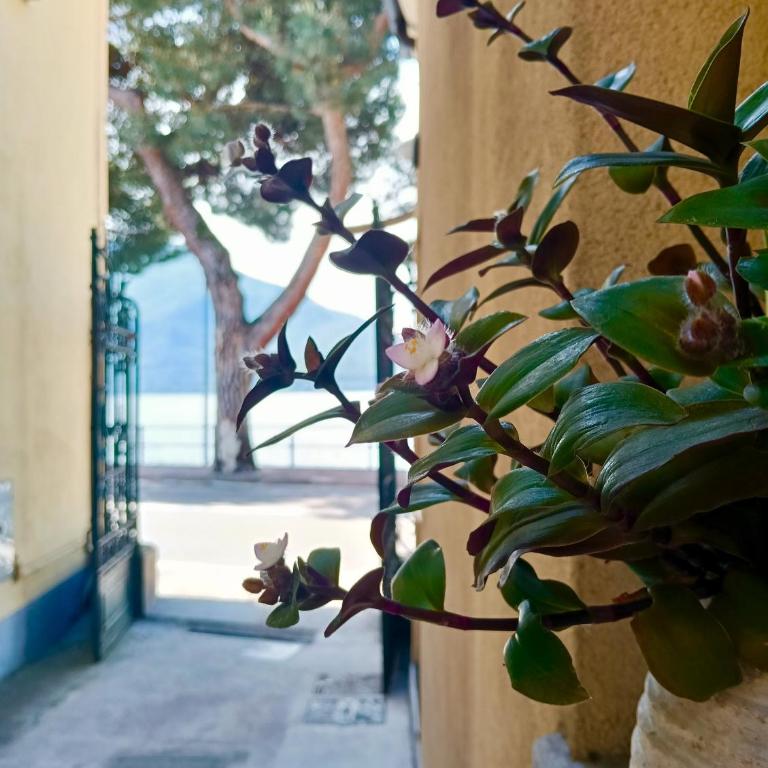 Lake Como PORTO VECCHIO - Charming Lakefront Apartment in the Heart of Domaso - Appartamento con 1 Camera da Letto - 39